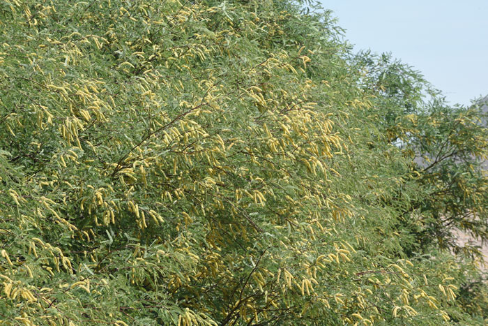 Western Honey Mesquite has light yellow flowers and an inflorescence of catkin-like spikes. Plants bloom from March to August throughout most of its’ range and from April to August in California. Prosopis glandulosa var. torreyana
